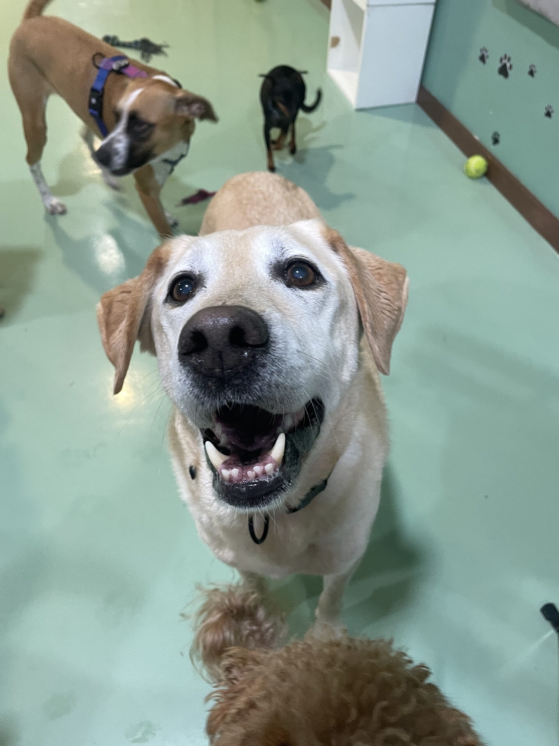 Creche Canina Porto