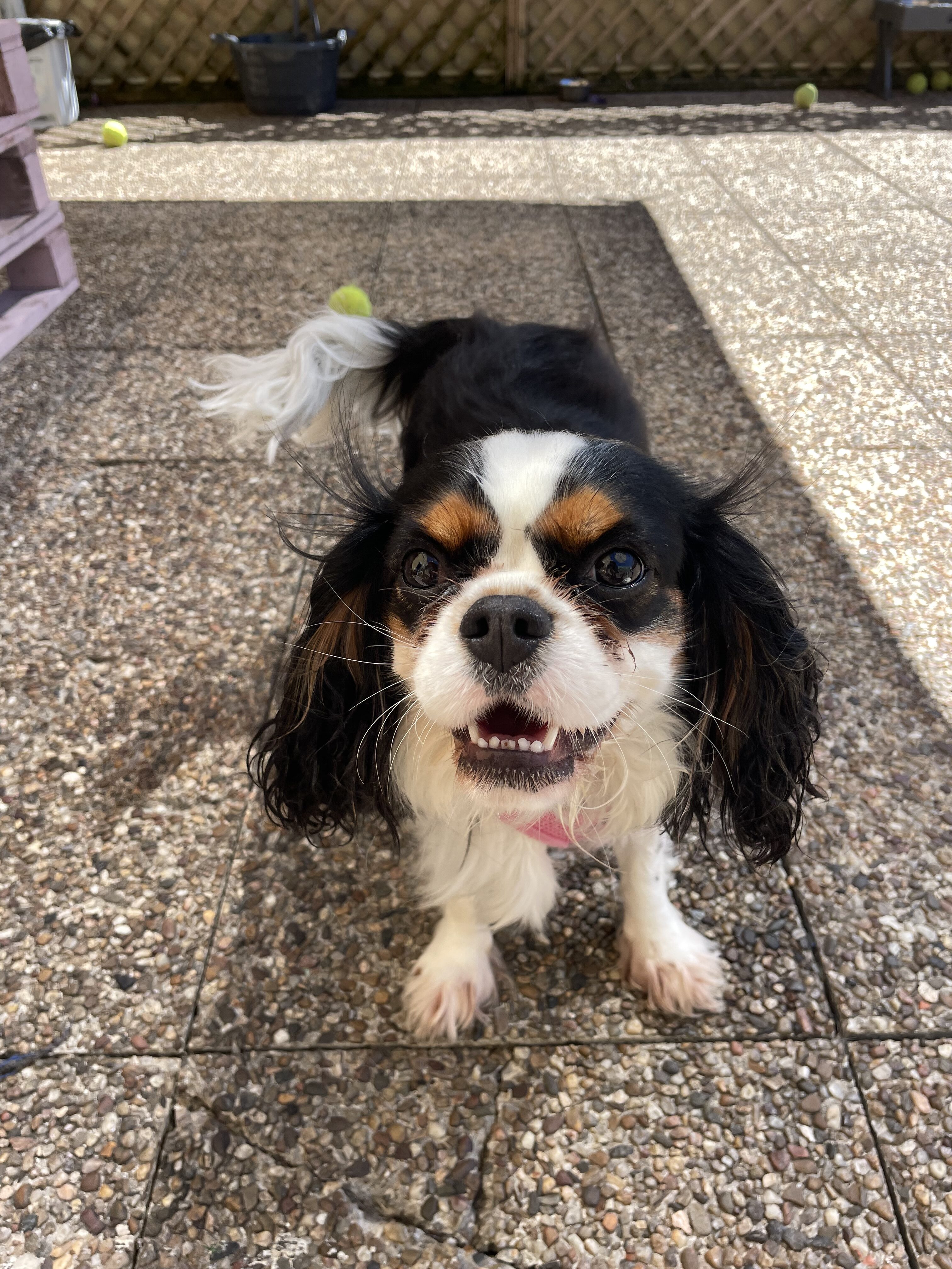 Creche Canina Porto